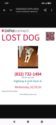 Lost Female Dog last seen Highway 6 and main st, Hitchcock, TX 77568