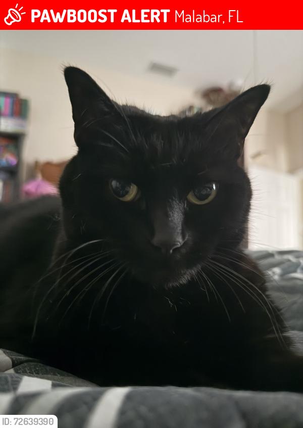 Lost Female Cat last seen Nome Ln and Sitka Ln in Stillwater Preserve community, Malabar, FL 32950