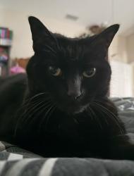 Lost Female Cat last seen Nome Ln and Sitka Ln in Stillwater Preserve community, Malabar, FL 32950