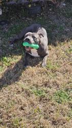 Found/Stray Male Dog last seen Meadowview Subdivision in Lancaster , Lancaster, TX 75134