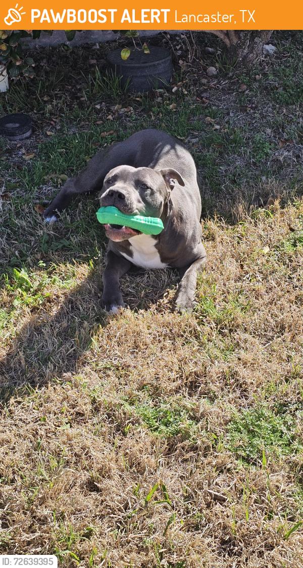 Found/Stray Male Dog last seen Meadowview Subdivision in Lancaster , Lancaster, TX 75134