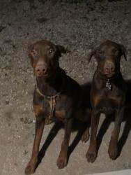 Lost Male Dog last seen Flagstaff and volcano , Jurupa Valley, CA 92509