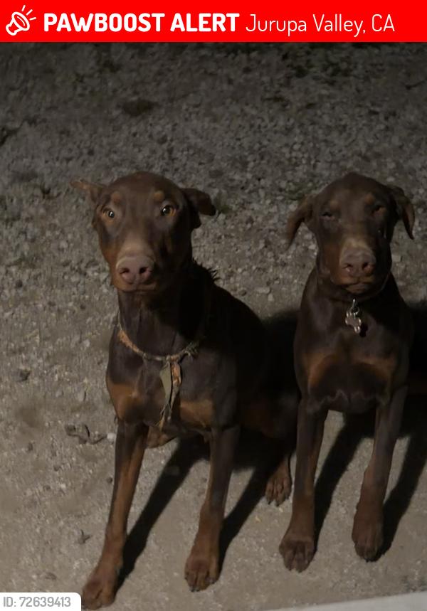 Lost Male Dog last seen Flagstaff and volcano , Jurupa Valley, CA 92509