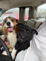 Found/Stray Female Dog last seen Ne 23rd and anderson, Choctaw, OK 73020