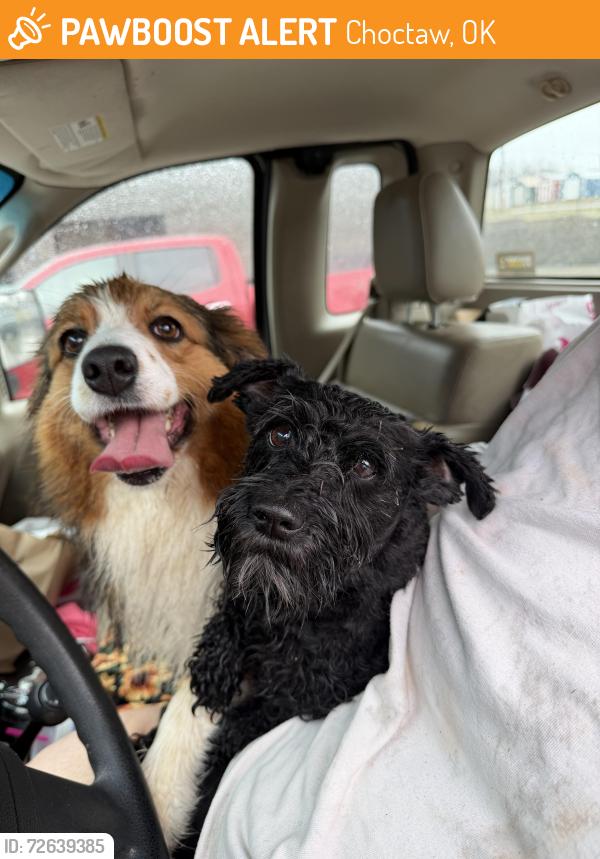 Found/Stray Female Dog last seen Ne 23rd and anderson, Choctaw, OK 73020