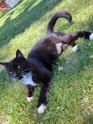 Lost Female Cat last seen Pioneer Road and Relation Street, Dr , Draper, UT 84020