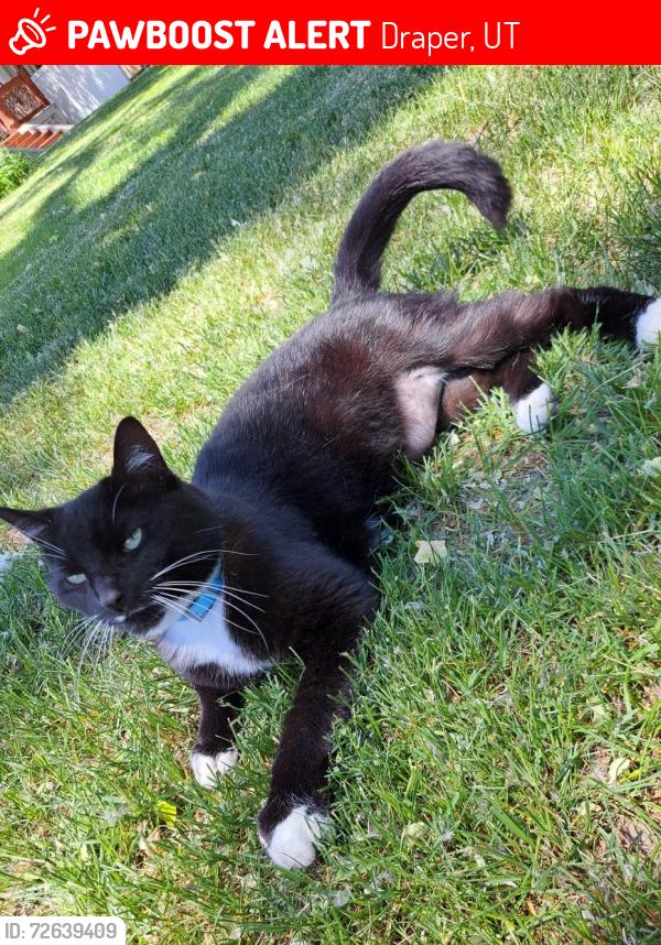 Lost Female Cat last seen Pioneer Road and Relation Street, Dr , Draper, UT 84020