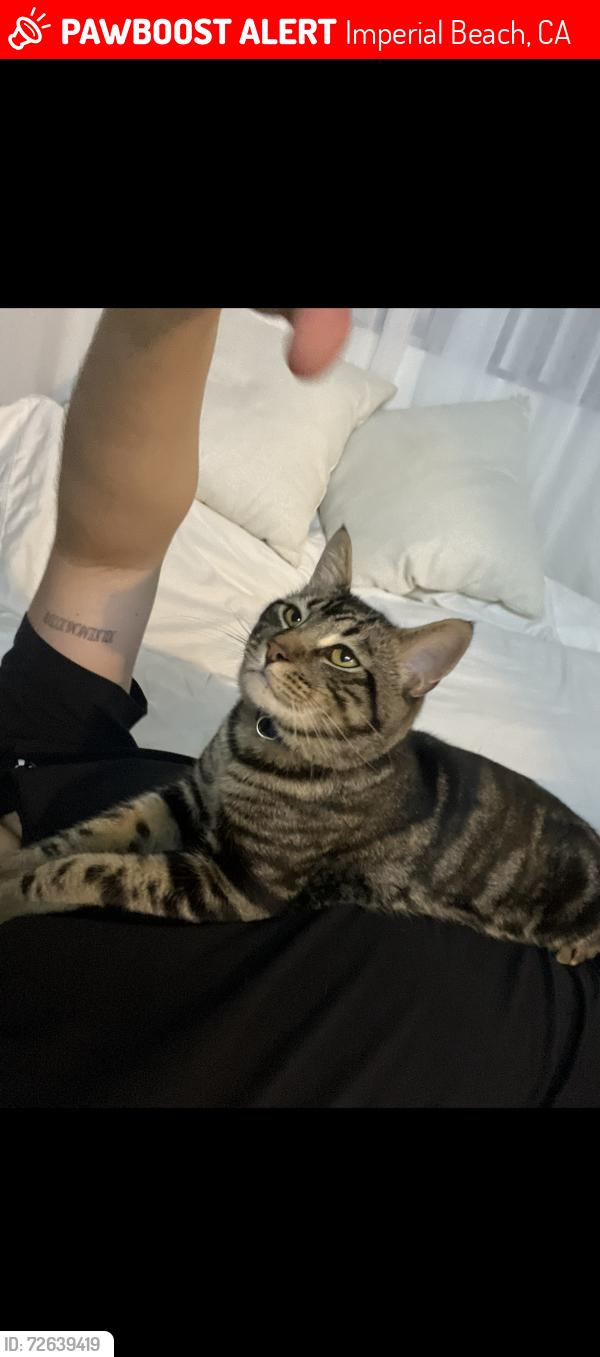 Lost Male Cat last seen Near elder ave imperial beach , Imperial Beach, CA 91932