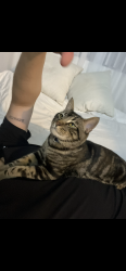 Lost Male Cat last seen Near elder ave imperial beach , Imperial Beach, CA 91932