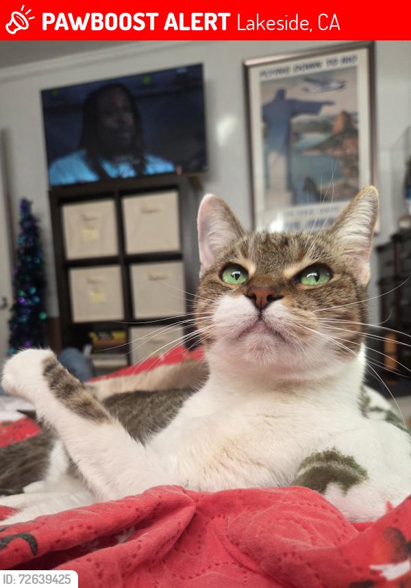 Lost Female Cat last seen Emerald grove /golden ridge , Lakeside, CA 92040