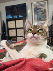 Lost Female Cat last seen Emerald grove /golden ridge , Lakeside, CA 92040