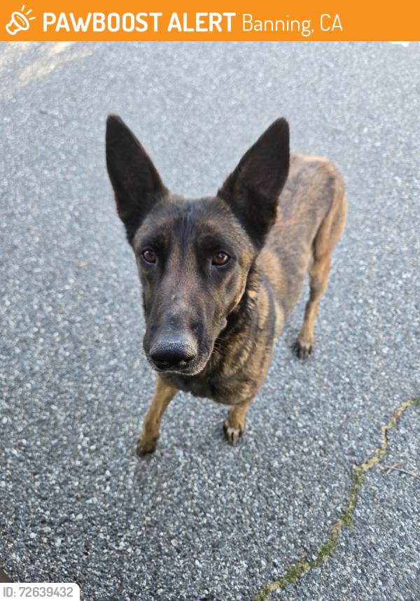 Found/Stray Female Dog last seen Highland , Banning, CA 92220