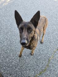 Found/Stray Female Dog last seen Highland , Banning, CA 92220