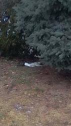 Found/Stray Unknown Cat last seen Neptune Ave by MIna Dr., Jersey City, NJ 07305