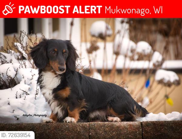 Lost Male Dog last seen Shore Dr Mukwonago WI 53149, Mukwonago, WI 53149