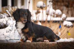 Lost Male Dog last seen Shore Dr Mukwonago WI 53149, Mukwonago, WI 53149