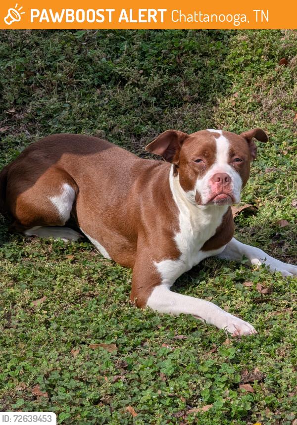 Found/Stray Unknown Dog last seen Faith Rd is at the end of Campbell St and near the start of 58, Chattanooga, TN 37406