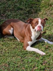 Found/Stray Unknown Dog last seen Faith Rd is at the end of Campbell St and near the start of 58, Chattanooga, TN 37406