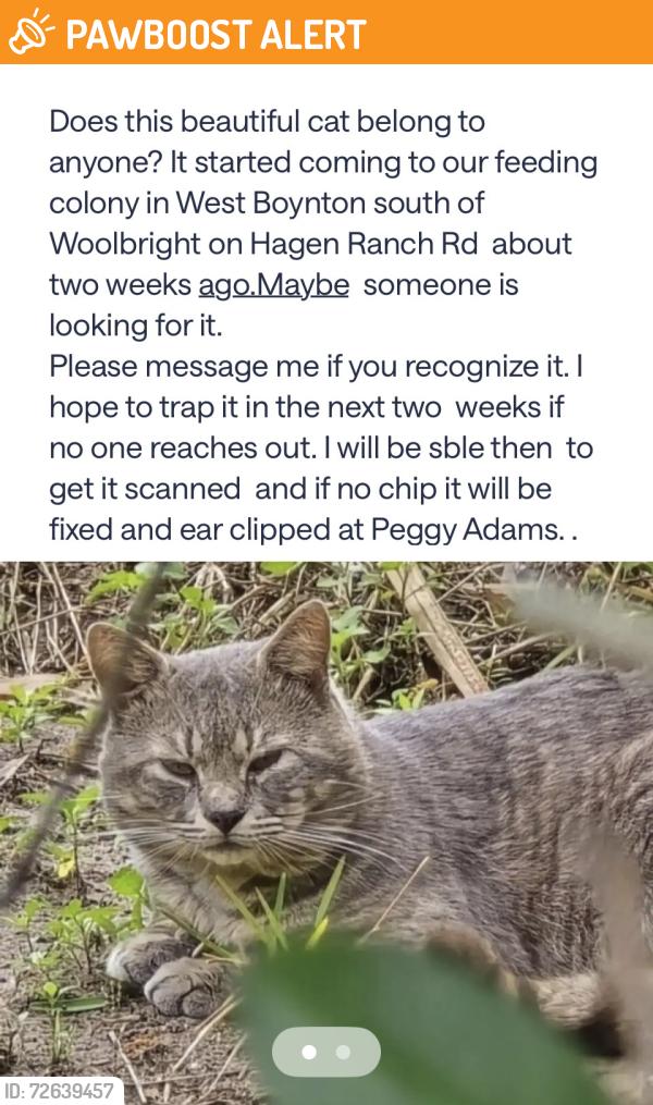 Found/Stray Unknown Cat last seen Lake Ida, Palm Beach County, FL 33437