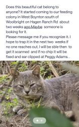 Found/Stray Unknown Cat last seen Lake Ida, Palm Beach County, FL 33437