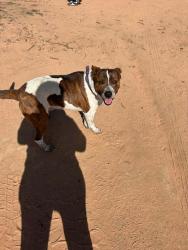 Lost Male Dog last seen Laguna seca and cahuilla rd, San Bernardino County, CA 92307
