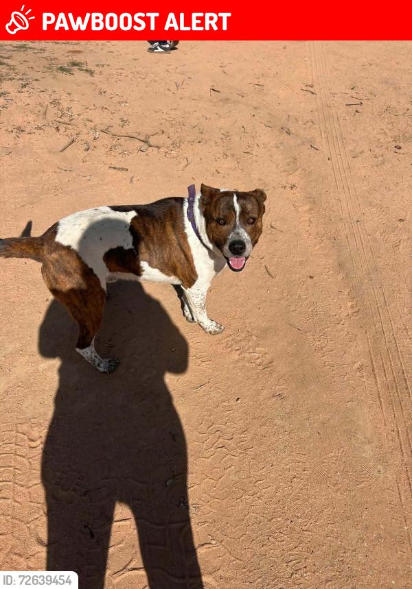 Lost Male Dog last seen Laguna seca and cahuilla rd, San Bernardino County, CA 92307