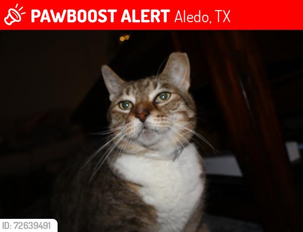 Lost Male Cat last seen Walsh Ranch, Aledo, TX 76008