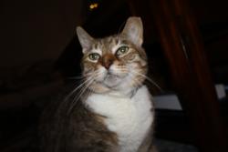 Lost Male Cat last seen Walsh Ranch, Aledo, TX 76008