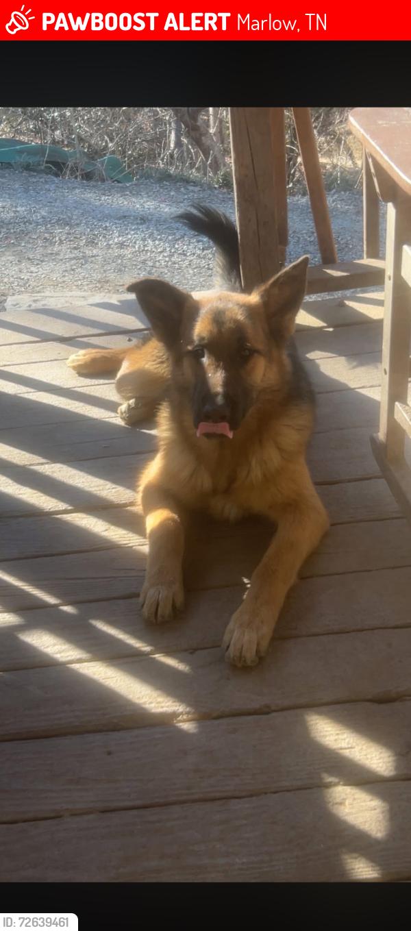 Lost Male Dog last seen Haney hollow rd, Marlow, TN 37716