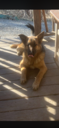 Lost Male Dog last seen Haney hollow rd, Marlow, TN 37716