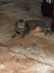 Lost Female Cat last seen Harbor lights, Inverness, FL 34450