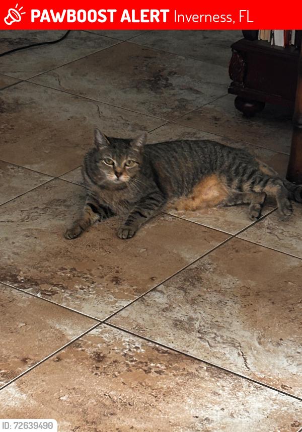 Lost Female Cat last seen Harbor lights, Inverness, FL 34450