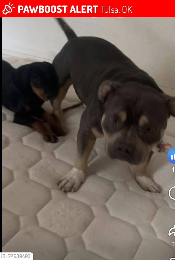 Lost Male Dog last seen 31st garrnet, Tulsa, OK 74146