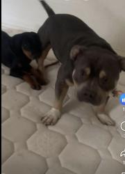 Lost Male Dog last seen 31st garrnet, Tulsa, OK 74146