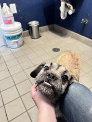 Found/Stray Male Dog last seen Egbert and 3rd, San Francisco, CA 94124
