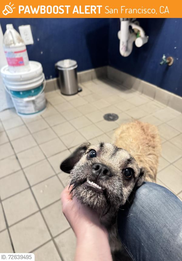 Found/Stray Male Dog last seen Egbert and 3rd, San Francisco, CA 94124