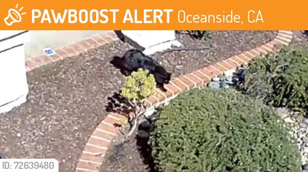 Found/Stray Unknown Cat last seen Summerhill, Oceanside, CA 92057