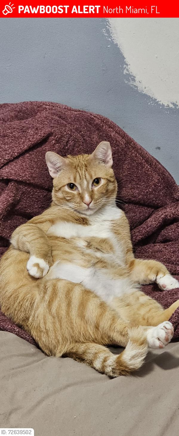 Lost Male Cat last seen 525nw 130st , North Miami, FL 33168