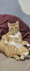 Lost Male Cat last seen 525nw 130st , North Miami, FL 33168
