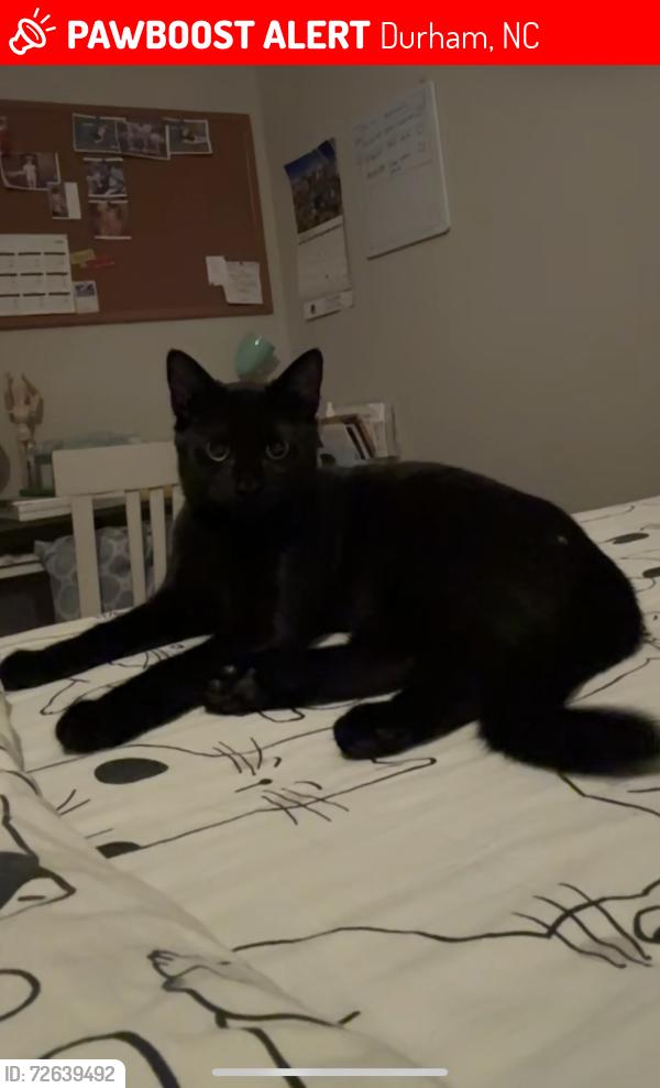 Lost Female Cat last seen Glenn School Road, Durham, NC 27704