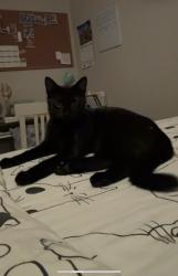 Lost Female Cat last seen Glenn School Road, Durham, NC 27704