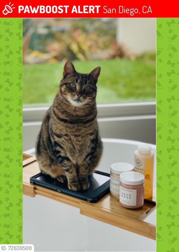 Lost Male Cat last seen La Jolla Shores and, Paseo Dorado, San Diego, CA 92037