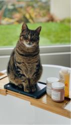 Lost Male Cat last seen La Jolla Shores and, Paseo Dorado, San Diego, CA 92037