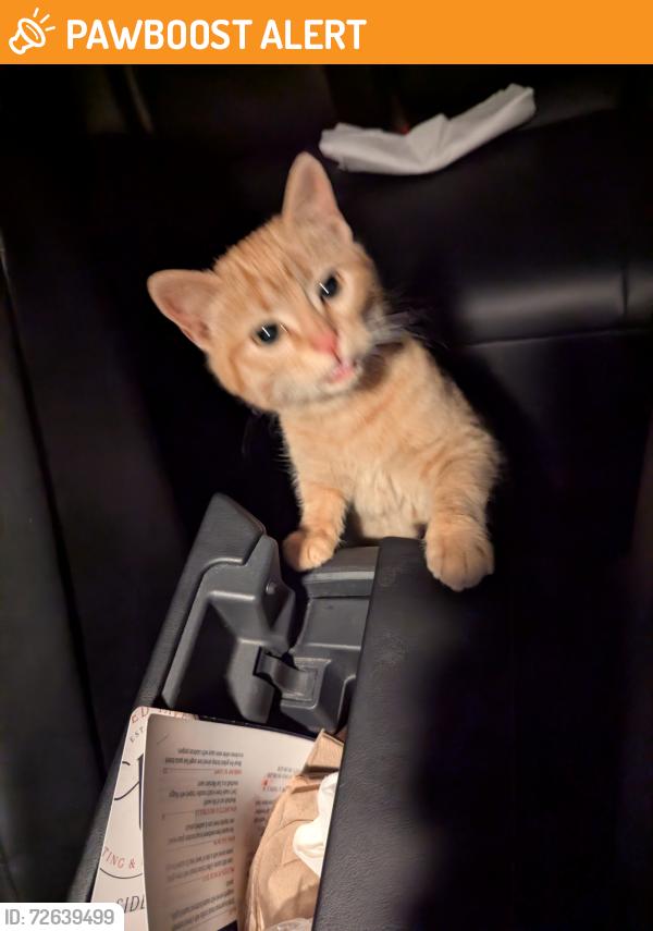Found/Stray Female Cat last seen Library, Cottleville Township, MO 63304