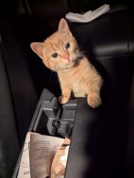 Found/Stray Female Cat last seen Library, Cottleville Township, MO 63304