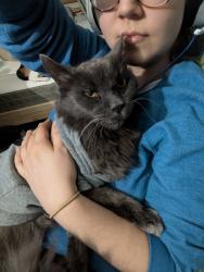 Lost Male Cat last seen 48th Ave & Baseline , Phoenix, AZ 85339
