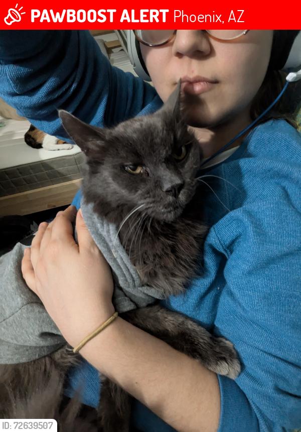 Lost Male Cat last seen 48th Ave & Baseline , Phoenix, AZ 85339