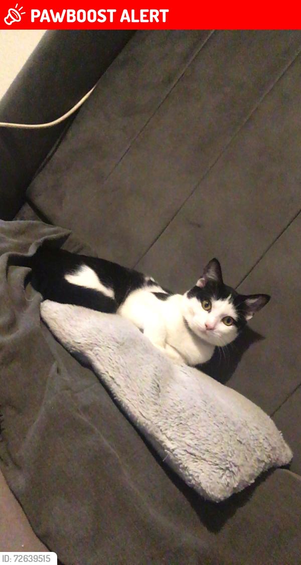 Lost Male Cat last seen Bd15 7uz, Allerton, England BD15 7UZ