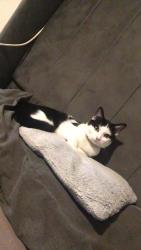 Lost Male Cat last seen Bd15 7uz, Allerton, England BD15 7UZ