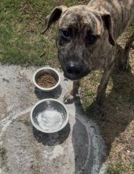 Found/Stray Male Dog last seen St Bernard and Villere st , New Orleans, LA 70116